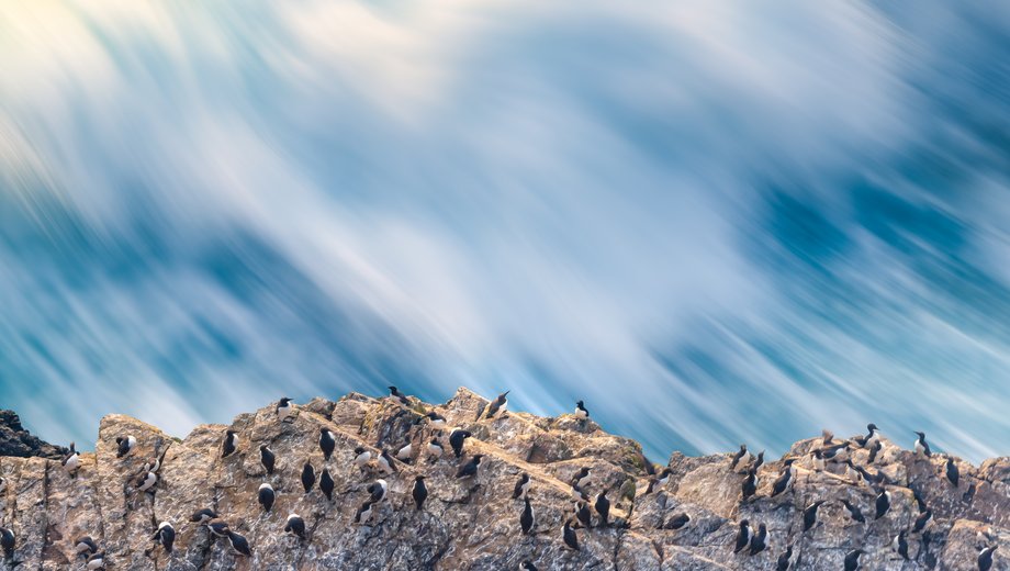 Guillemot