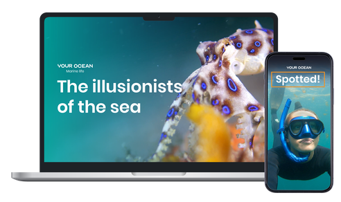 A laptop screen showing an article called "illusionists of sea" from Your Ocean members magazine