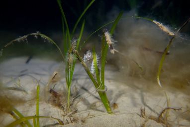 Little clusters of green seagrass are coming out of the sandy seabed. In the middle cluster of seagrass is a juvenile spiny seahorse with its tail wrapped around the grass.