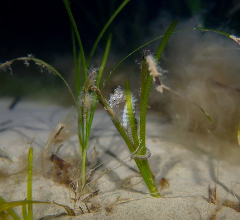 Little clusters of green seagrass are coming out of the sandy seabed. In the middle cluster of seagrass is a juvenile spiny seahorse with its tail wrapped around the grass.
