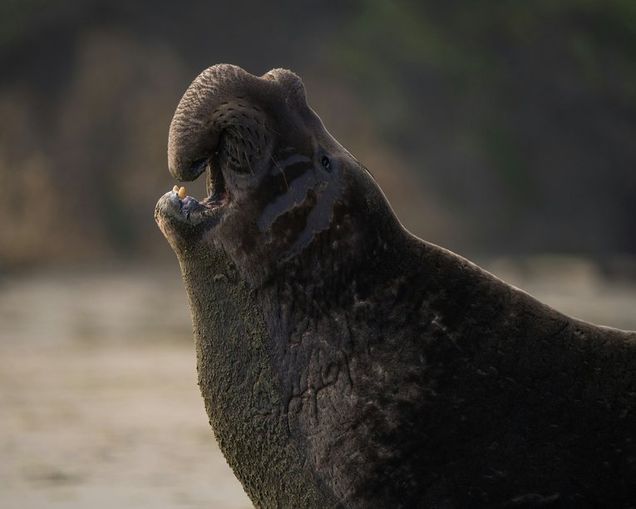 A close up of an elephant seal while it is vocalising. It is up looking toward the sky while it is making noise.