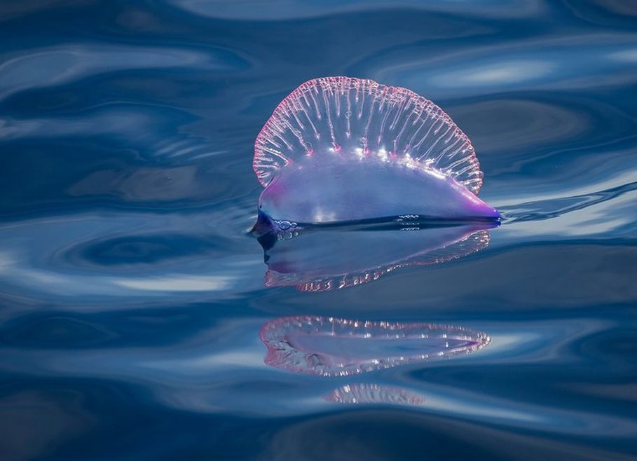 An iridescent, translucent purple and pink gas-filled bladder of a Portuguese man o' war floats on the surface of deep blue, undulating ocean water. The bladder, which acts as a sail, has a crimped, fan-like crest along its top edge