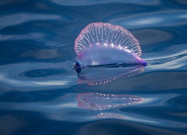An iridescent, translucent purple and pink gas-filled bladder of a Portuguese man o' war floats on the surface of deep blue, undulating ocean water. The bladder, which acts as a sail, has a crimped, fan-like crest along its top edge