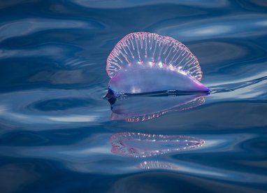 An iridescent, translucent purple and pink gas-filled bladder of a Portuguese man o' war floats on the surface of deep blue, undulating ocean water. The bladder, which acts as a sail, has a crimped, fan-like crest along its top edge