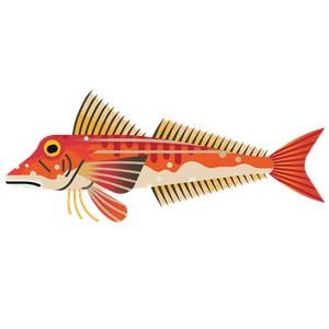 Red gurnard