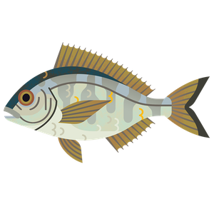 Black bream