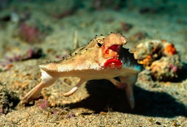 A red-lipped batfish on the sea floor. Its distinctive lips and large snout is easily seen. It is using its fins as legs.