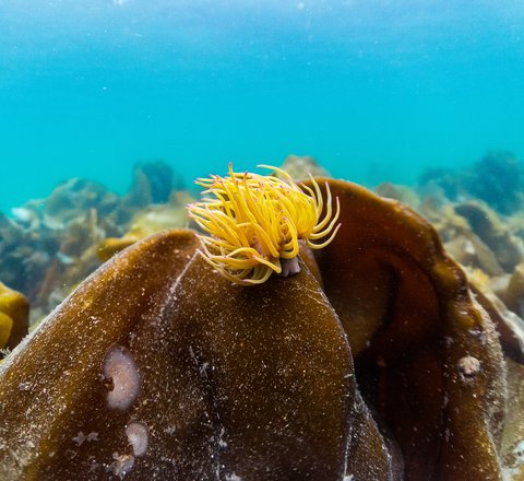 A yellow coloured snakelocks anemone on a piece of kelp.