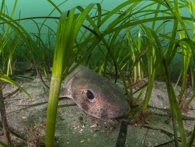A cat shark rests on the ocean floor surrounded by seagrass. It is face-on, with big black eyes and speckled skin.