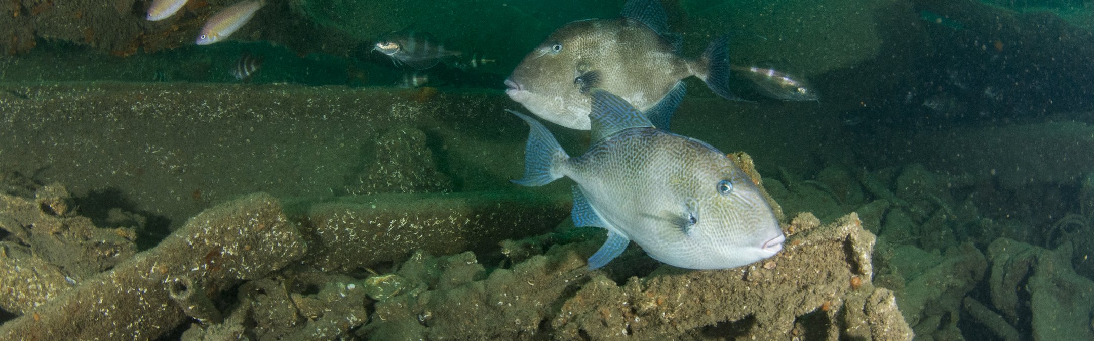 Atlantic (Grey) triggerfish