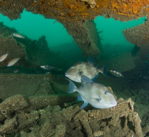Two trigger fish can be seen within what looks like a wreck or crumbling structure. They are facing opposite ways and the light catches their grey mottled scales. Smaller fish can be seen swimming in the background.
