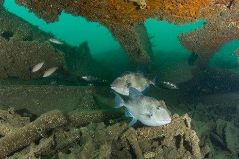 Two trigger fish can be seen within what looks like a wreck or crumbling structure. They are facing opposite ways and the light catches their grey mottled scales. Smaller fish can be seen swimming in the background.