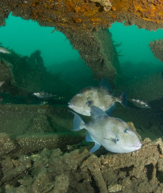 Atlantic (Grey) triggerfish