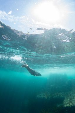 A seal swims solo in the ocean at Porthcurno, Cornwall. It is just below the surface with a bright sun visible above the water.