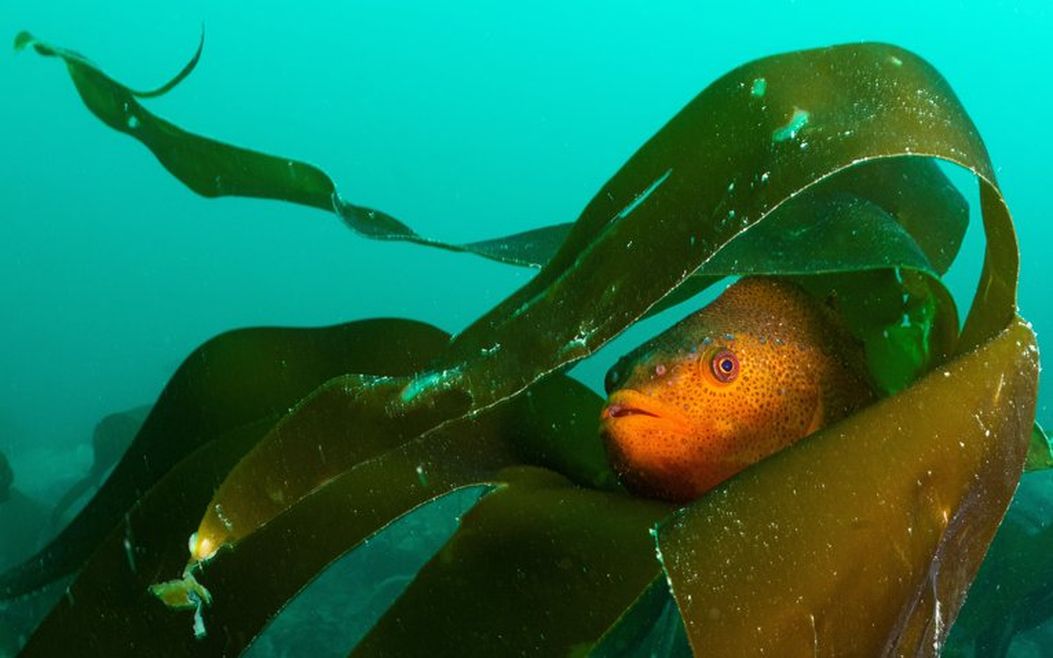 An orange lumpsucker fish hiding in some kelp.