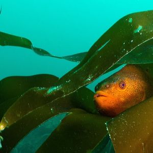 An orange lumpsucker fish hiding in some kelp.