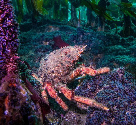 Spiny spider crab