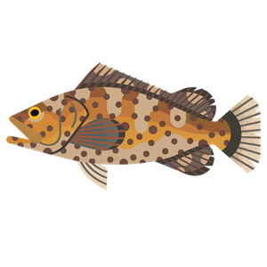 Grouper