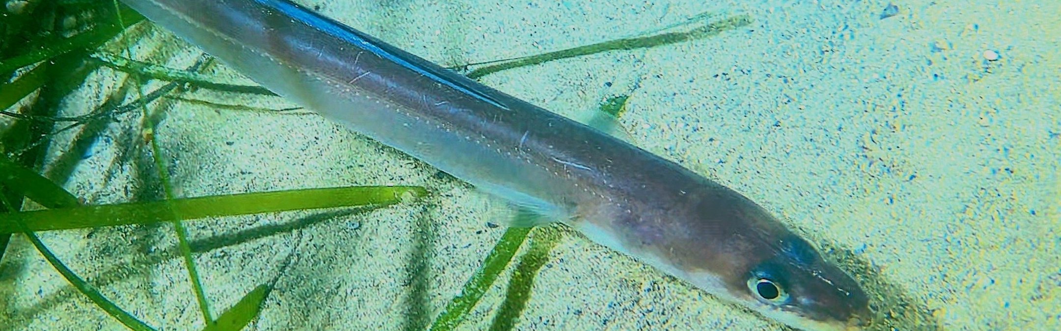Conger (European) eel