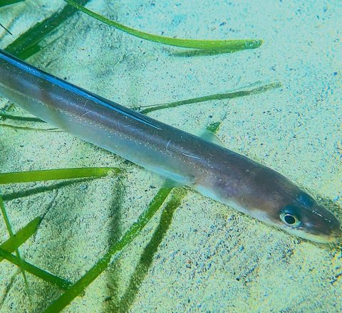 Conger (European) eel