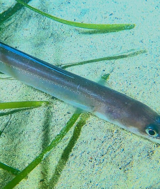 Conger (European) eel