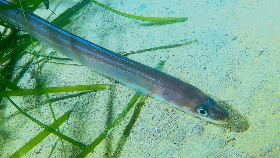 Conger (European) eel