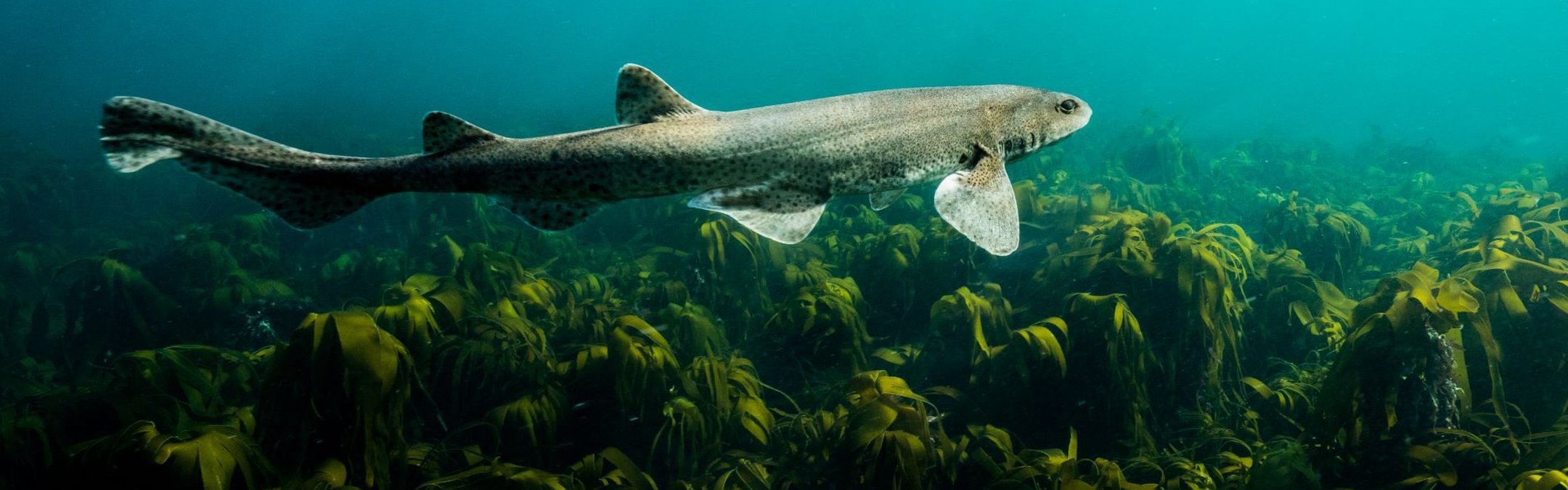 An underwater picture of a grey cat shark swimming over luscious green kelp. The cat shark is moving away from the camera.