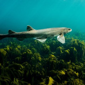 An underwater picture of a grey cat shark swimming over luscious green kelp. The cat shark is moving away from the camera.