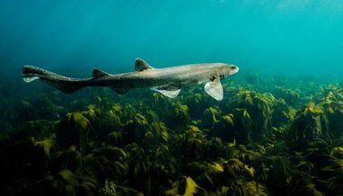 An underwater picture of a grey cat shark swimming over luscious green kelp. The cat shark is moving away from the camera.