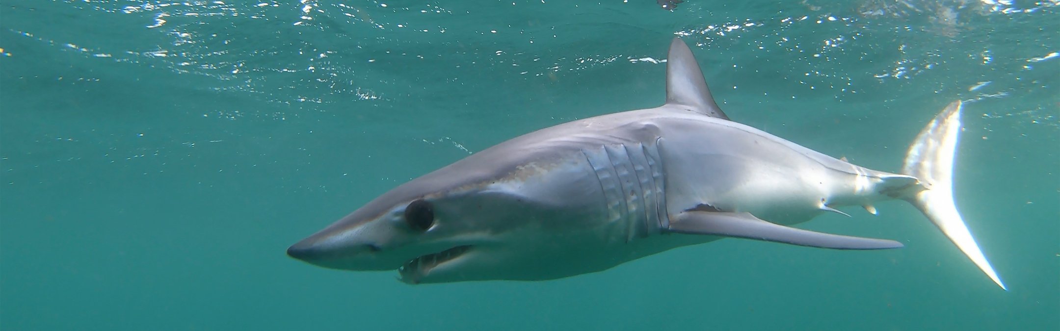 Shortfin mako shark