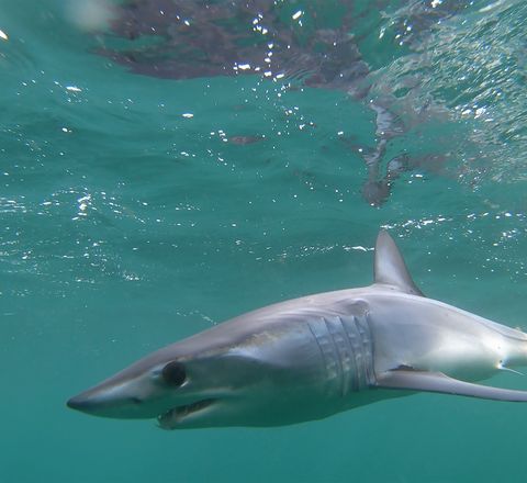 Shortfin mako shark
