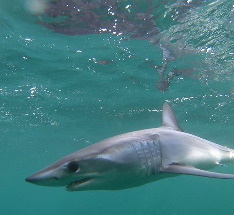 A full length grey mako shark can be seen side on in clear green-blue water. It has a large eye and pointed nose.