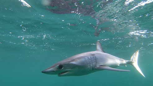A full length grey mako shark can be seen side on in clear green-blue water. It has a large eye and pointed nose.
