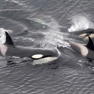 A pod of three orcas can be seen surfcaing just above the waves. You can see the tall dorsal fin and characteristic white saddle behind the fin on two, while the third looks like a smaller juvenile.