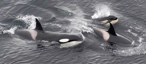 A pod of three orcas can be seen surfcaing just above the waves. You can see the tall dorsal fin and characteristic white saddle behind the fin on two, while the third looks like a smaller juvenile.