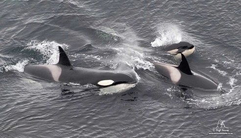 A pod of three orcas can be seen surfcaing just above the waves. You can see the tall dorsal fin and characteristic white saddle behind the fin on two, while the third looks like a smaller juvenile.