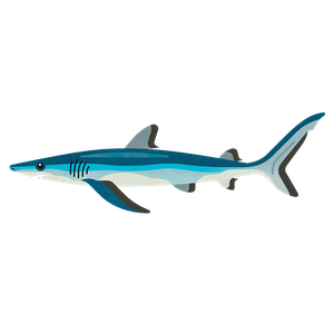 Blue shark