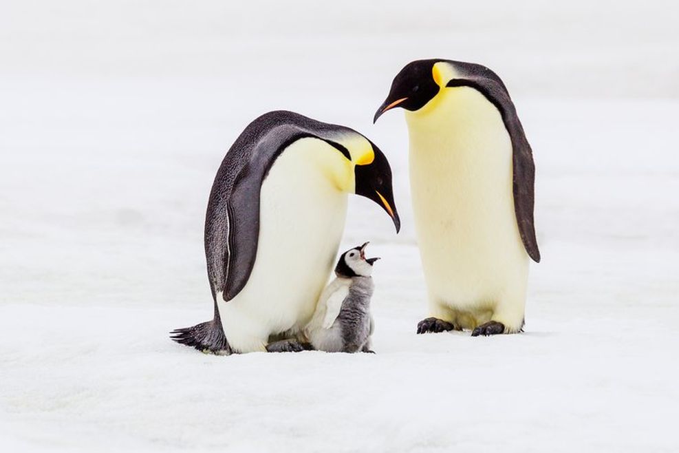 An emperor penguin chick is in the middle of its parents. The chick has its mouth open. They are all surrounded by a snowscape.