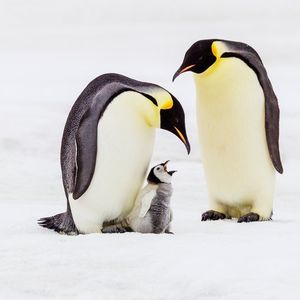 An emperor penguin chick is in the middle of its parents. The chick has its mouth open. They are all surrounded by a snowscape.
