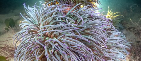 A purple coloured snakelocks anemone on the seafloor. A light is behind the species giving it a glow.