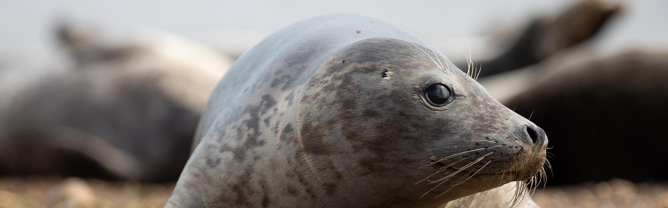 Harbour (common) seal