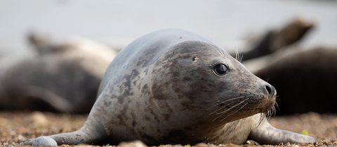 A young harbour seal with grey mottled skin on a shingle beach. The photo is taken face on and the seal is looking off to the right.