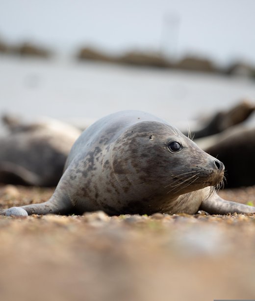 Harbour (common) seal