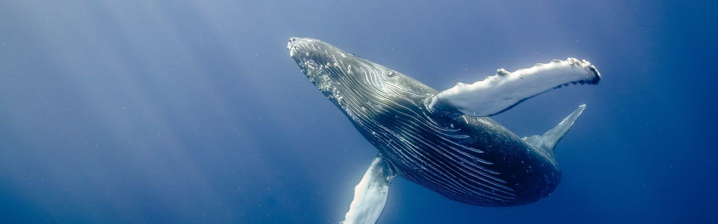 A humpback whale swimming alone in the ocean