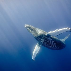 A humpback whale swimming alone in the ocean