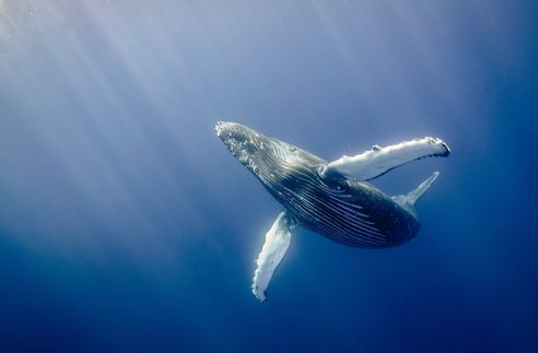 A humpback whale swimming alone in the ocean