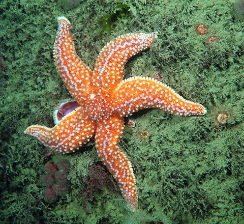 Common starfish with 5 arms and an orange appearance on the seabed