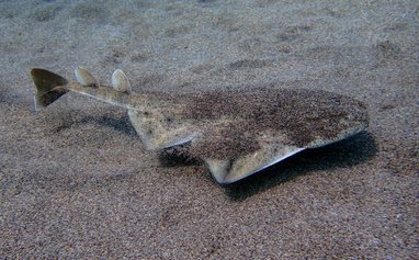 The image displays an angel shark (genus Squatina), specifically noted for its flat, ray-like body used for camouflaging on sandy seabeds.