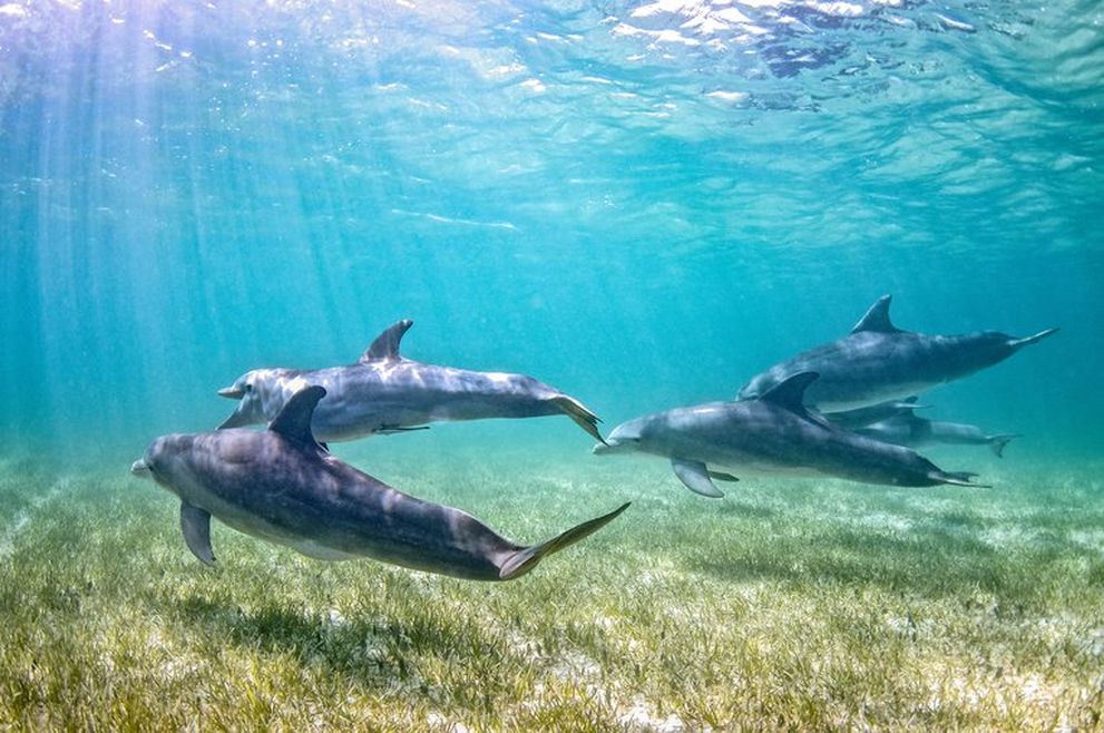 5 dolphins swimming away from the camera. They are above a seagrass meadow and some sand. The sun rays are shining above the dolphins making the water around them bright blue.
