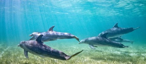 5 dolphins swimming away from the camera. They are above a seagrass meadow and some sand. The sun rays are shining above the dolphins making the water around them bright blue.